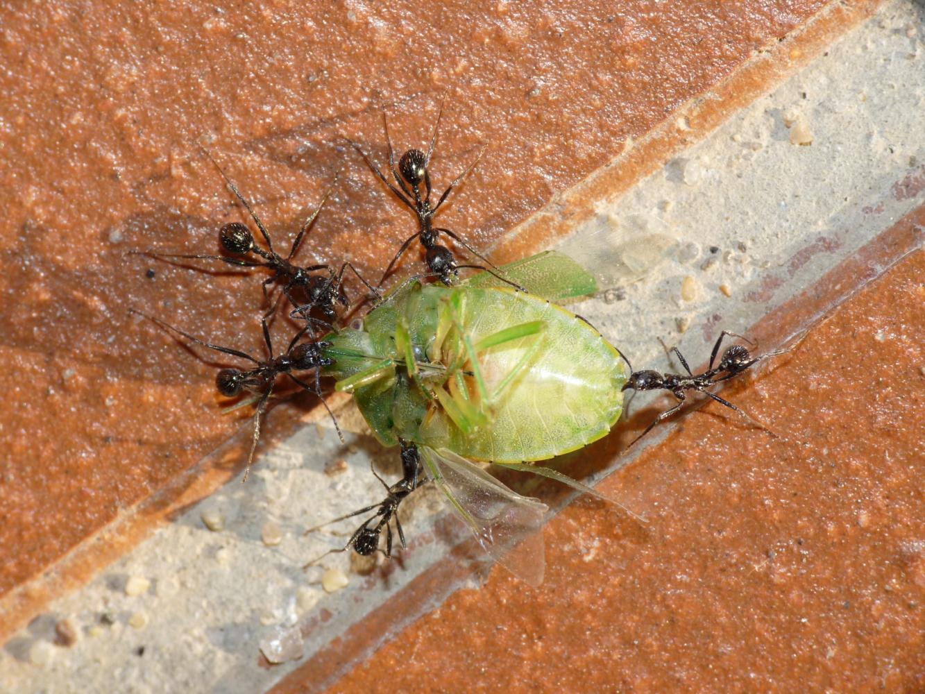 formica sarda: Aphaenogaster senilis